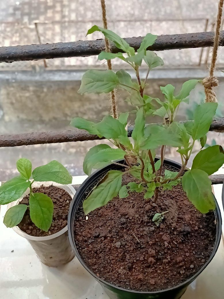 Tulsi Plant At Home 10 Benefits How to Grow Care and Other Facts